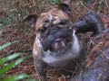 Brutus Tree Hugging (Rootabega)
