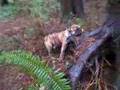 Brutus Tree Hugging (Rootabega)