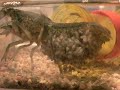 ミステリークレイフィッシュママ