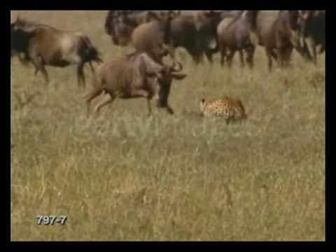 Forever Free | Animals