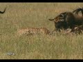 Forever Free | Animals