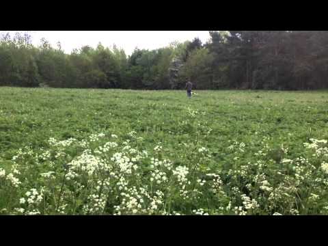 - Fallowfen Training Kennels - Fallowfen Training Kennels