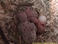 Baby Budgerigar Budgie Baby Budgerigar Budgie