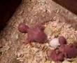 Baby Budgerigar Budgie