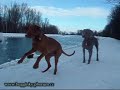 Weimaraner and Viszla in the snow