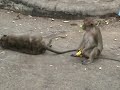 Monkeys at 