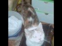 Rest in Peace patches