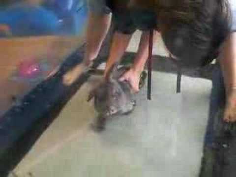 Rabbit Has Water Therapy