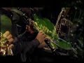 Animals Carnival The Cuckoo part 12