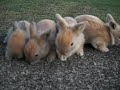 Joy's Litter ~ 2 Weeks Old ~ Baby Lionhead Bunnies