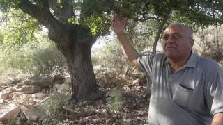 بيت علي أبو السمن في أم الدفوف