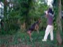 Joe Loves His Dog 2 Joe Loves His Dog 2