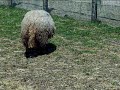 ... gli animaletti della Dulcamara di certo non profumano..
