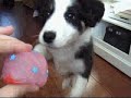 Border collie pup play\