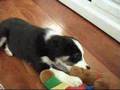 Border Collie video