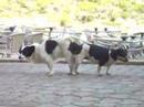 Fickende Hunde Mallorca Fickende Hunde Mallorca