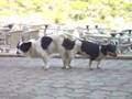 Fickende Hunde Mallorca