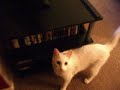 Playing Fetch With My Cat \"MJ\"