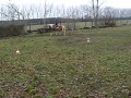 Western Training Western Training