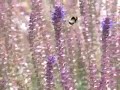 Hommel op paarse bloemen