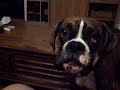 Boxer dog woo woo!