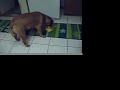 Baby the Banana Thief Baby the Banana Thief