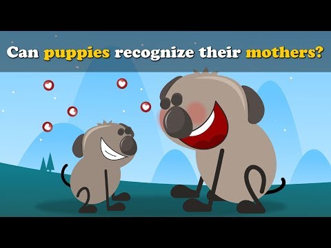Can Dogs Recognize Their Moms? Thumbnail