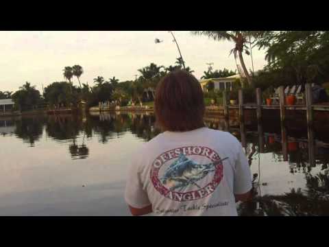 Jack Crevalle Fishing