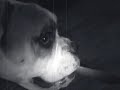 Watch 'Bulldog haciendo caras chistosas y sonidos raros'