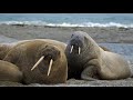 Svalbard bilder Svalbard bilder
