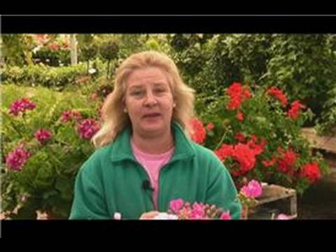 how to grow geraniums