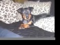 Manchester Terrier, Dafne Manchester Terrier, Dafne
