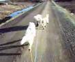 Mushing with three samoyed dogs in the summer (vol. II)