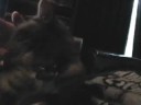 Cat Nursing on Finger Cat Nursing on Finger