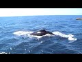 ballenas-en-los-cabos-baja-california-sur.html