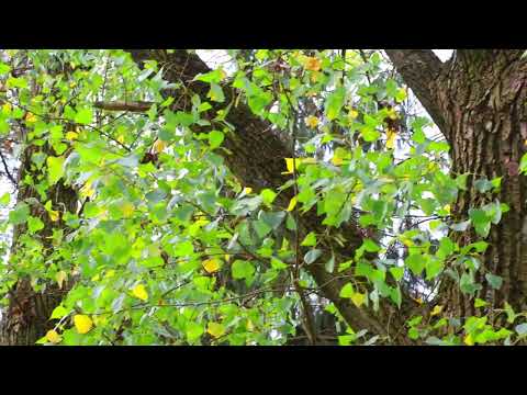 Барановичи день за днем. 14.10.26