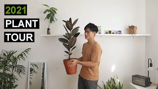 15 loại cây trồng trong nhà