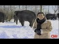 Elephants Playing in the Snow