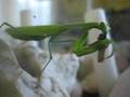 videos de Mantrix si nutre!