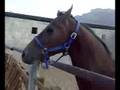 خيل نجران -----خيل الحضن (الداحس
