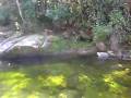 videos de Ubatuba - Pousada das Cachoeiras 2