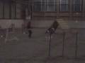 videos de Uschi mit Blizz, 28.12.08, Runde 1