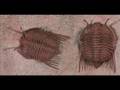 Transitional Fossils