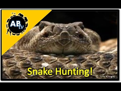 YouTube reptile video