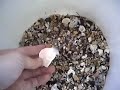 Right Brain Kids Art - Seashell collections