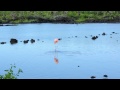 Flamingos in the Galapagos