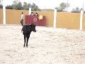 Mas cornadas da la vida(La vaca anorexica) Mas cornadas da la vida(La vaca anorexica)