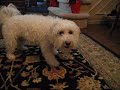 Bichon Frise Bath Buzz