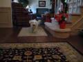 Bichon Frise Bath Buzz