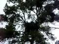 Eagle in Jack Pine